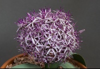 Allium bodeanum